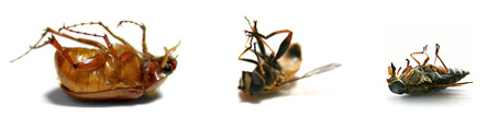 chicagoland exterminator